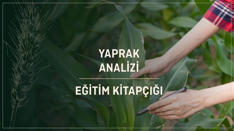 Yaprak Analizi