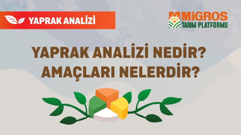 Şaduman Keser Yaprak Analizi 1