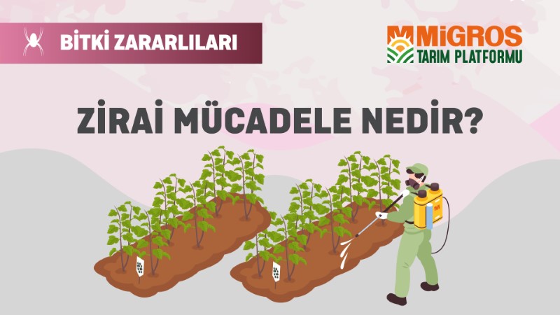 Bitki Zararlıları 1